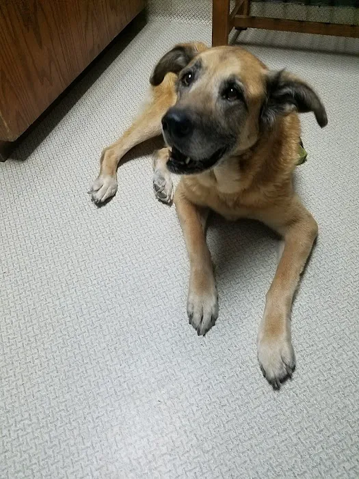 Animal Spay-Neuter Clinic Picture 2