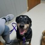 Animal Spay-Neuter Clinic