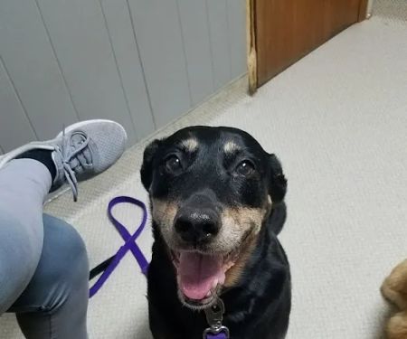 Animal Spay-Neuter Clinic