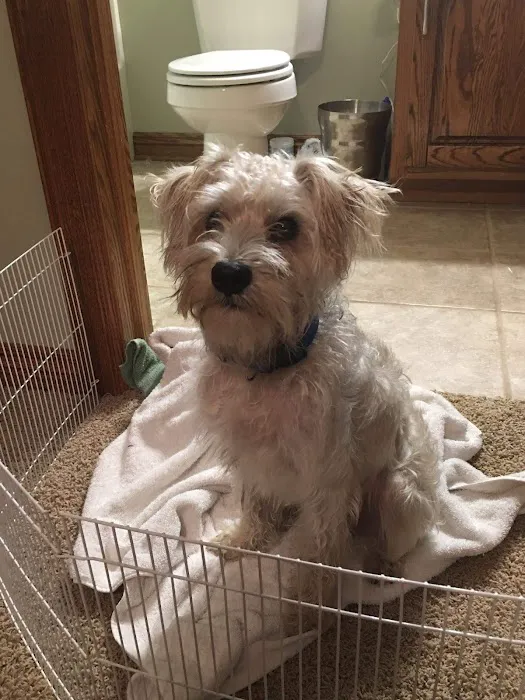 Animal Spay-Neuter Clinic Picture 5