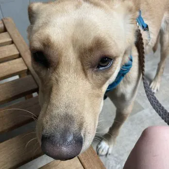 Animal Spay-Neuter Clinic Picture 7