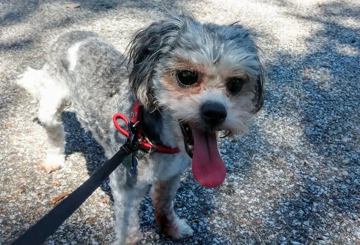 Veterinary Eye Specialists of Nebraska Picture 3