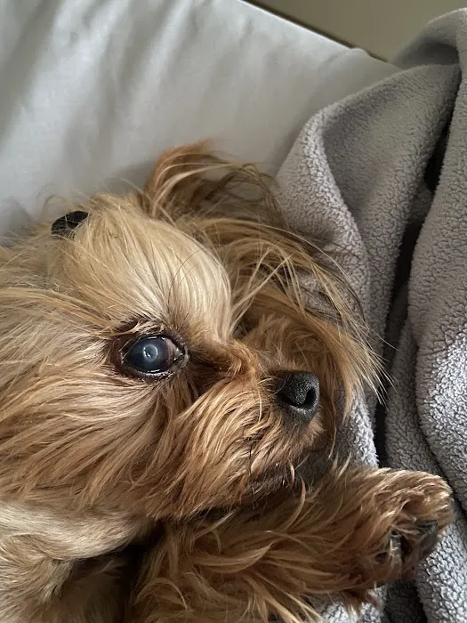 Veterinary Eye Specialists of Nebraska Picture 2