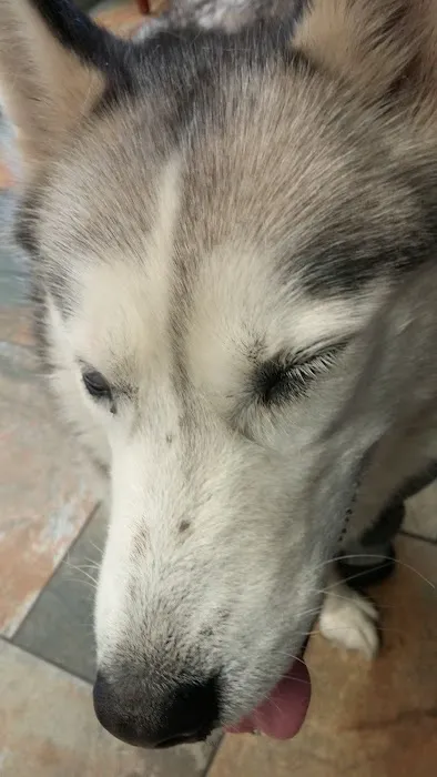 Veterinary Eye Specialists of Nebraska Picture 1