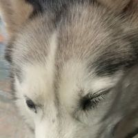 Veterinary Eye Specialists of Nebraska ico