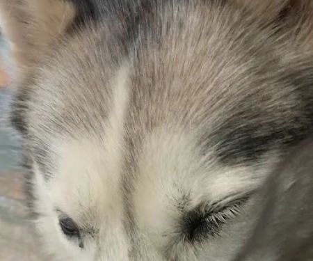 Veterinary Eye Specialists of Nebraska