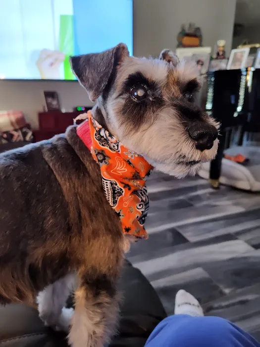 Veterinary Eye Specialists of Nebraska Picture 6