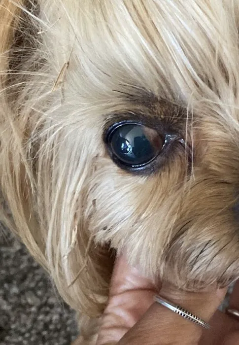 Veterinary Eye Specialists of Nebraska Picture 4