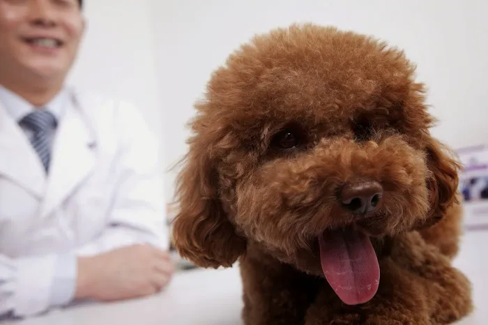 Veterinary Eye Specialists of Nebraska Picture 9