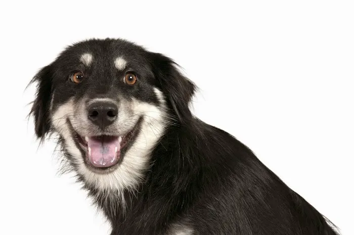 Veterinary Eye Specialists of Nebraska Picture 8