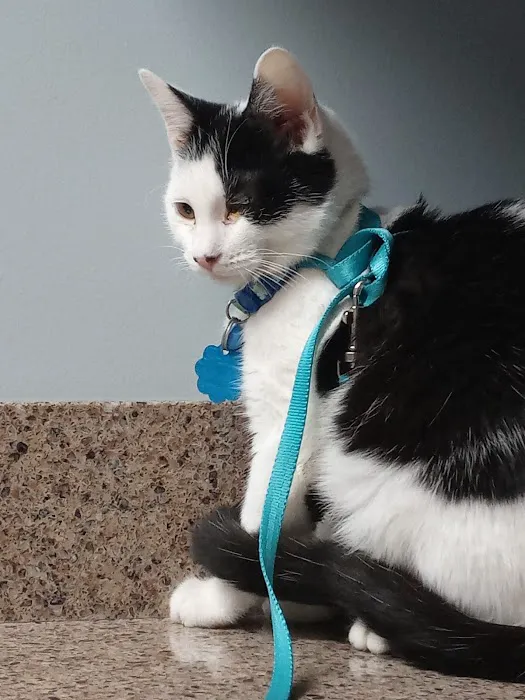 Veterinary Eye Specialists of Nebraska Picture 5