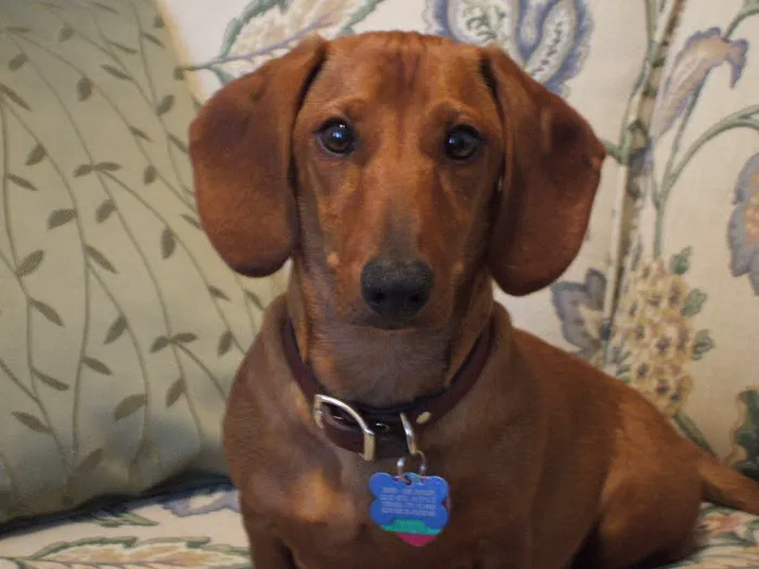 Dr. Tonya McIlnay Picture 1