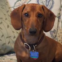 Dr. Tonya McIlnay ico