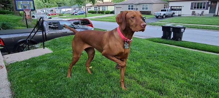 Best Care Pet Hospital Picture 1