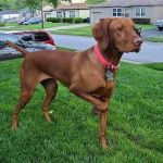 Best Care Pet Hospital