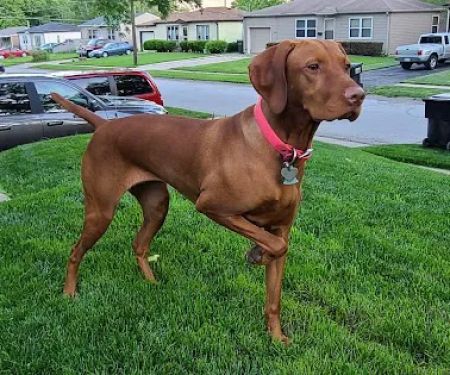 Best Care Pet Hospital