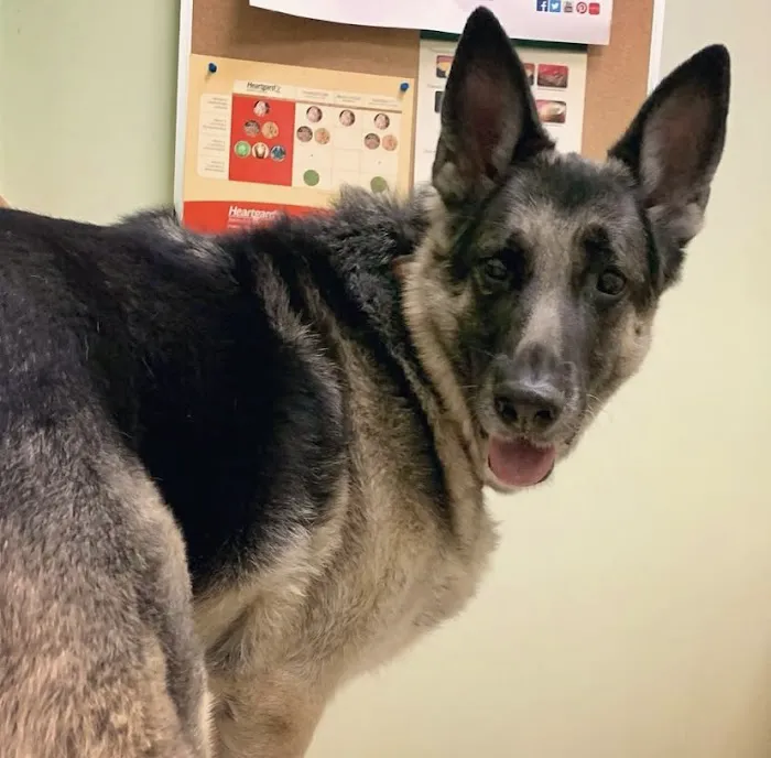 Best Care Pet Hospital Picture 3