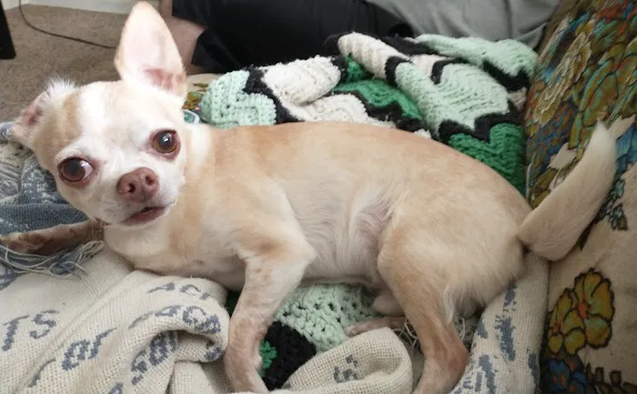 Best Care Pet Hospital Picture 8