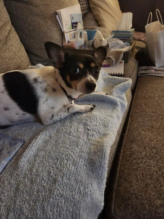 Best Care Pet Hospital Picture 5