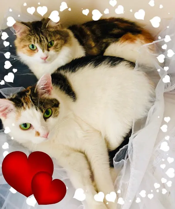 Best Care Pet Hospital Picture 7