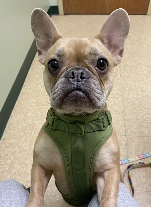 Best Care Pet Hospital Picture 10