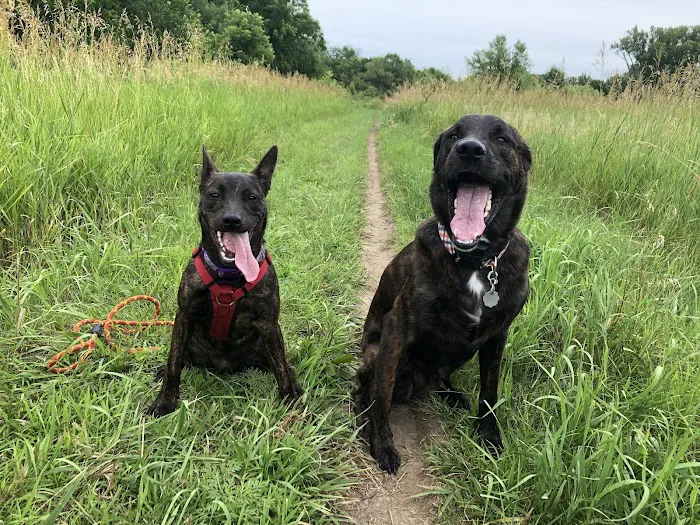 Fort Street Veterinarian Picture 3