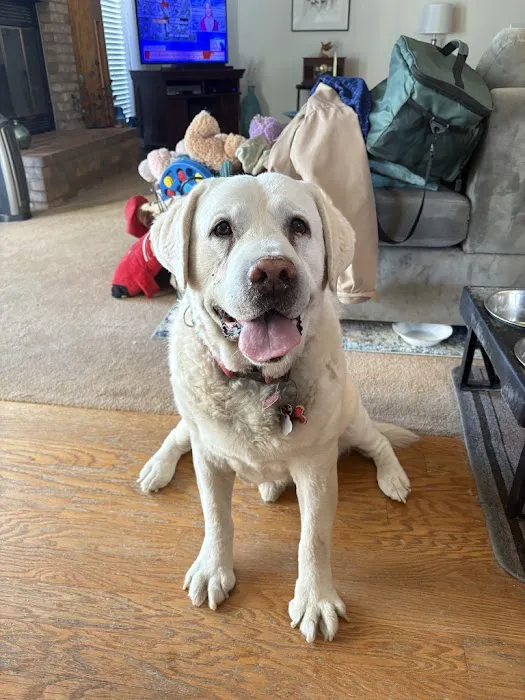 Fort Street Veterinarian Picture 2