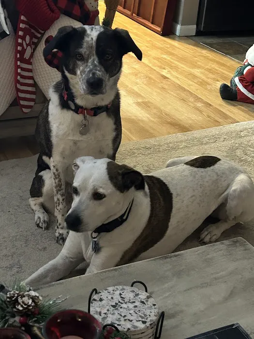 Fort Street Veterinarian Picture 4