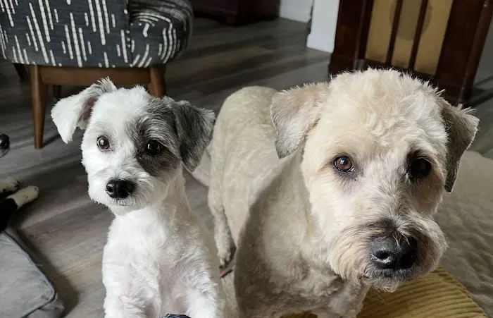 Fort Street Veterinarian Picture 5