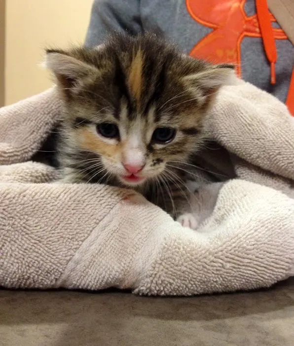 Fort Street Veterinarian Picture 7