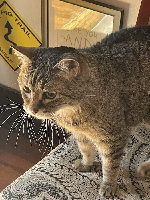 Fort Street Veterinarian Picture 6