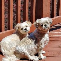 Omaha Animal Medical Group ico