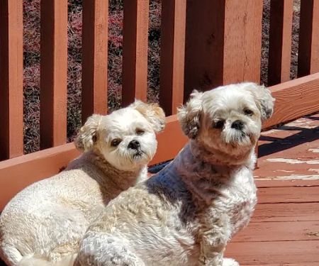 Omaha Animal Medical Group