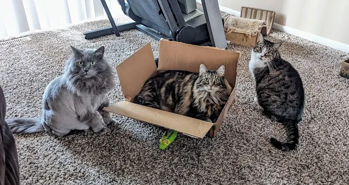 Omaha Animal Medical Group Picture 2