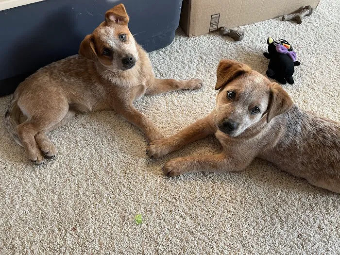 Omaha Animal Medical Group Picture 8