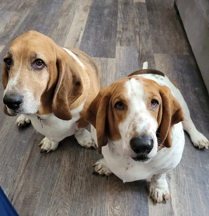 Omaha Animal Medical Group Picture 7