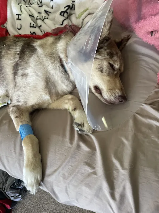 Omaha Animal Medical Group Picture 5