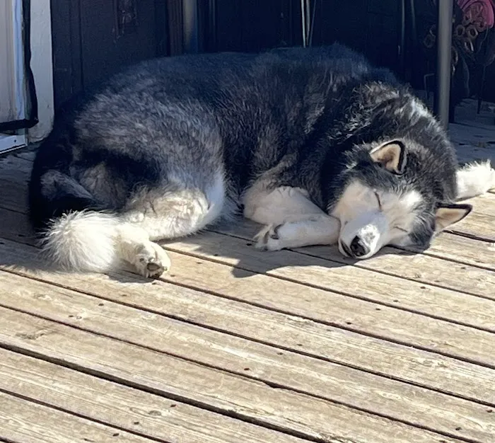 Omaha Animal Medical Group Picture 6