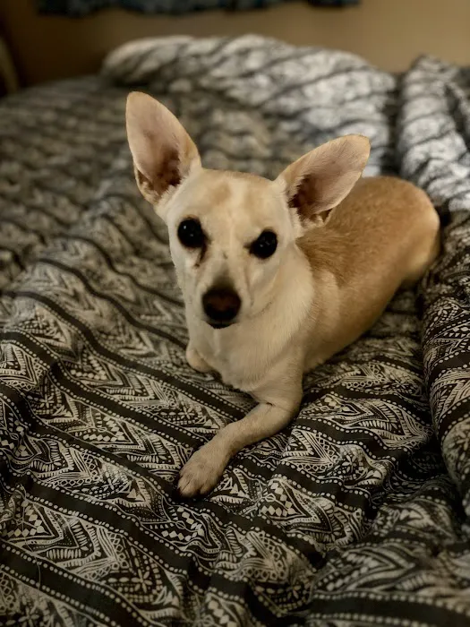 Omaha Animal Medical Group Picture 9