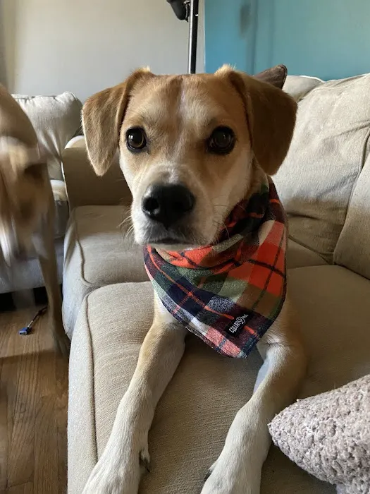 Gentle Doctor Animal Hospital Picture 1