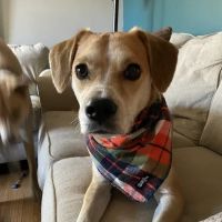 Gentle Doctor Animal Hospital ico