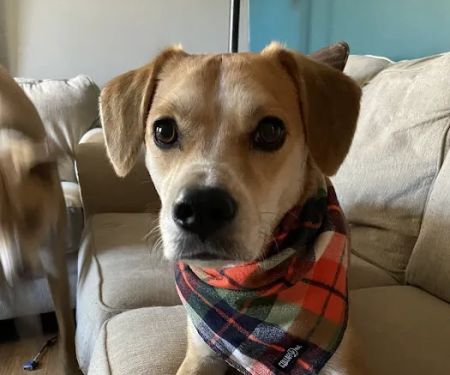 Gentle Doctor Animal Hospital