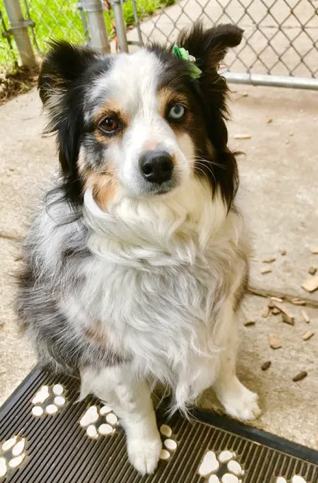 Gentle Doctor Animal Hospital Picture 6