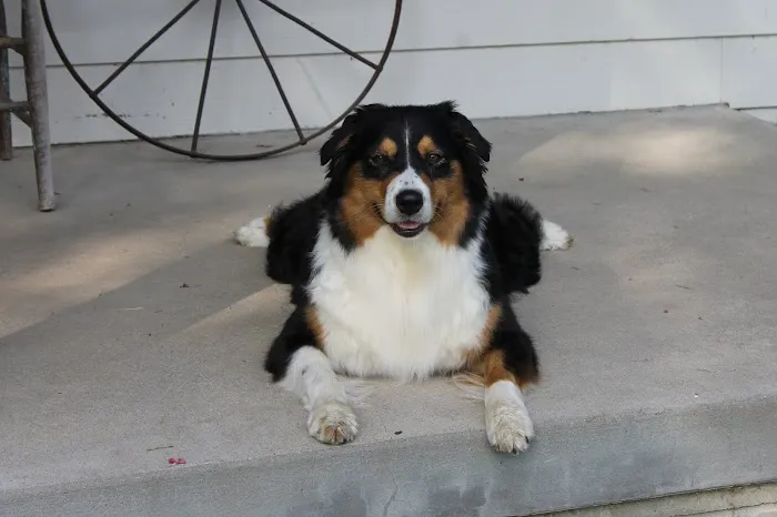 Arlington Pet Hospital Picture 1