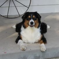 Arlington Pet Hospital ico