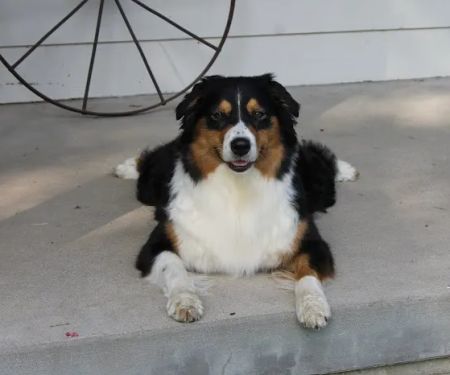 Arlington Pet Hospital