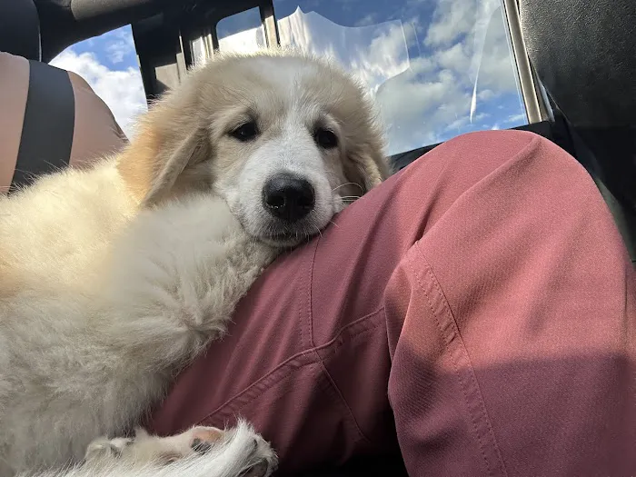 Arlington Pet Hospital Picture 6