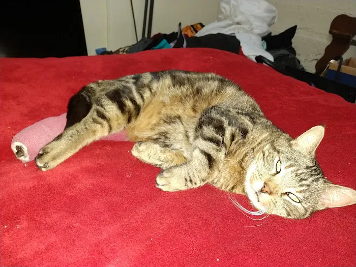 Arlington Pet Hospital Picture 4