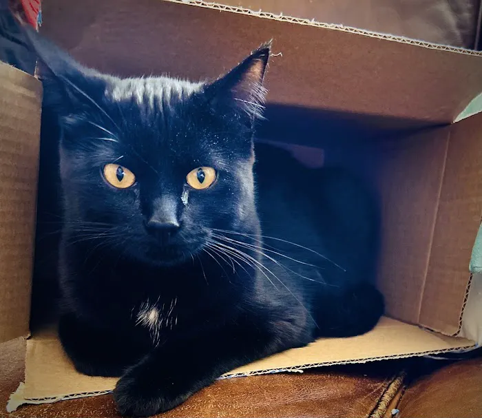 Arlington Pet Hospital Picture 5