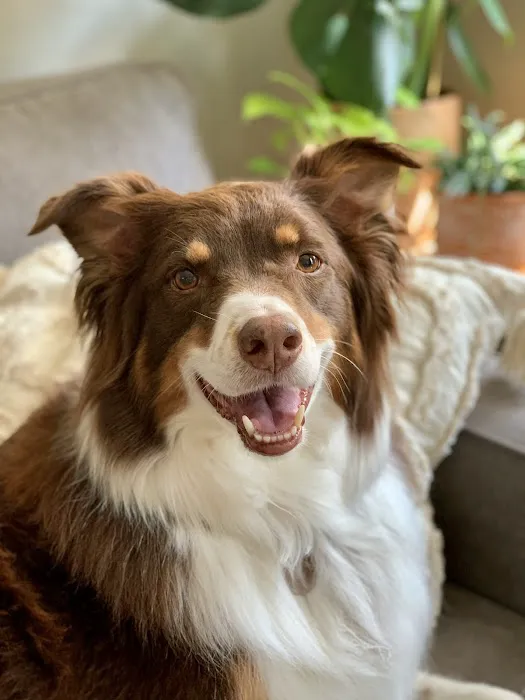 Arlington Pet Hospital Picture 8